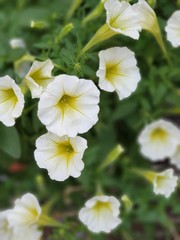 white flowers in the garden