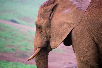 Fototapeta na wymiar Elefante lau