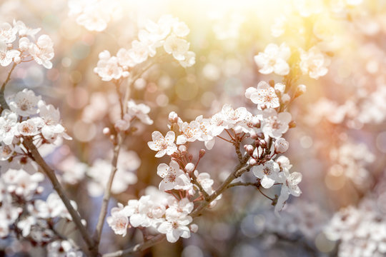 Beautiful flowering in spring, flowering and blooming fruit tree, branches of fruit lit by sun rays © PhotoIris2021
