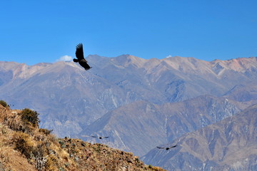 Condor flies over the mountains in the Kolka River Valley. Peru.