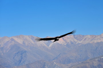 Condor flies over the mountains in the Kolka River Valley. Peru.