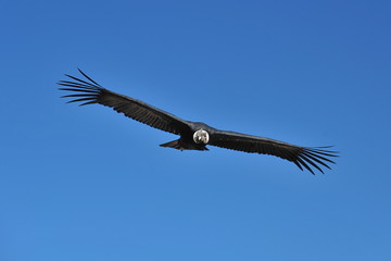 Condor flies over the mountains in the Kolka River Valley. Peru.