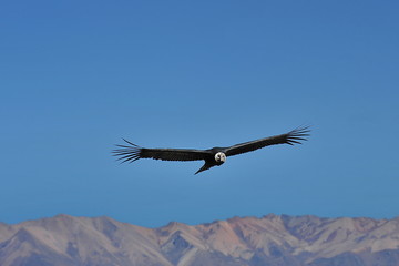 Condor flies over the mountains in the Kolka River Valley. Peru.