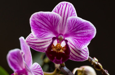 Purple Orchid Macro