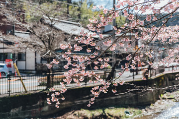 Fototapeta premium Cherry blossom trees at park in Tokyo, Japan