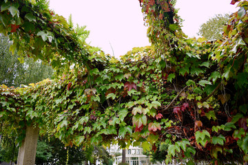 ivy in the gardens of Las Angustias, in Ferrol. Galicia, Spain, Europe.

