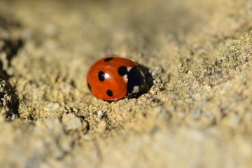 portrait of a beetle on a rock