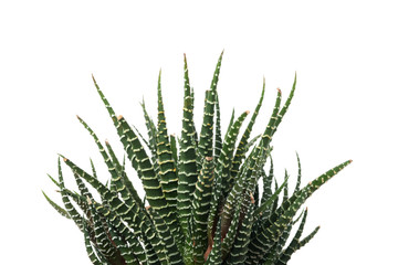 Succulent plant isolated on white background, close up