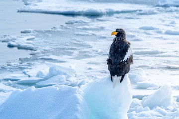 流氷に佇むオオワシ
