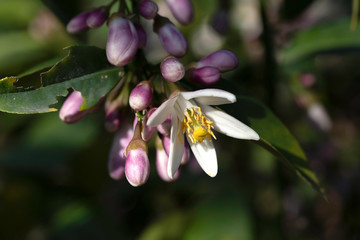 Flowers on a flowering lemon tree in green foliage close-up