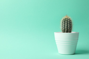 Cactus in pot on mint background, space for text