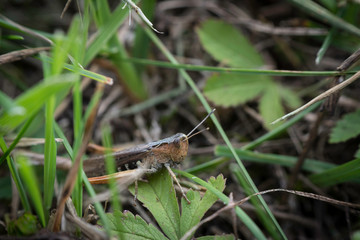 macro sauterelle sur son herbe 