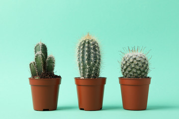 Cacti in pots on mint background, space for text