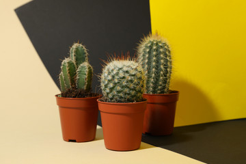 Cacti in pots on three tone background. House plants