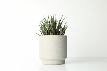 Succulent plant in pot on white background, space for text