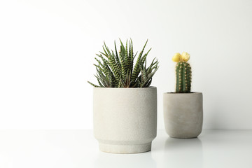 Succulent plants in pots on white background, space for text