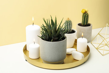 Succulent plants and candles on white table. Houseplants