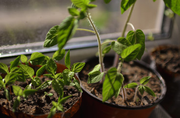 Seedlings of plants on the windowsill.