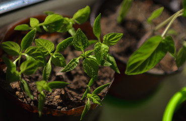 Seedlings of plants on the windowsill.