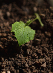  Young sprout in the ground. Seedlings of cucumber plants.