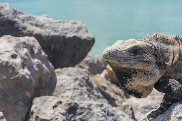 Iguana at Mexico coast