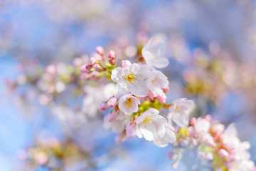 Naklejka na ściany i meble beautiful cherry blossom sakura in spring time. bokeh on background