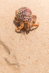 Caribbean Hermit crab