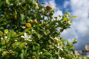 Ripe fruits and flowers on a blossoming orange tree close up against a stormy sky