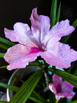  Mexican petunia flower plant or Ruellia simplex or Mexican bluebell or Britton's wild petunia flower plant, soft pink in color   