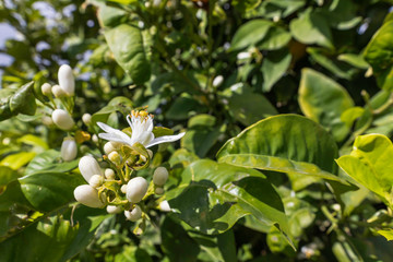 Flowers on a blossoming orange tree in green foliage close up