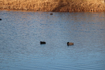 Kaczki pływające po stawie, wiosna © Monika