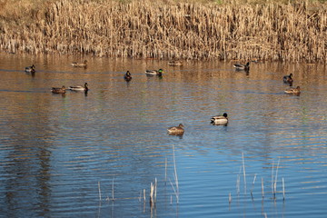 Kaczki pływające po stawie, wiosna © Monika
