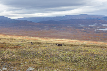 Impressive view of the mountains of Sarek national park in Swedish Lapland. selective focus