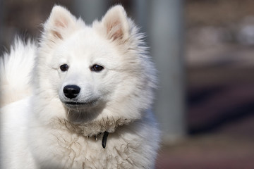 Samoyed dog in the Park