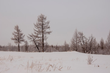 Winter evening cold landscape with snow, forest and a lot of trees. Frosty weather