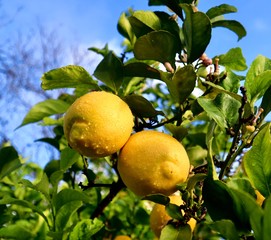 lemons on tree