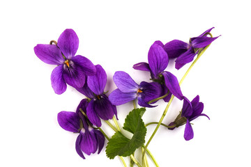 Viola Odorata flowers isolated on white background in close- up.  Place for text. Top view with copy space