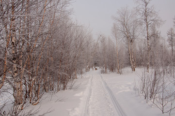 Obraz premium Winter evening cold landscape with snow, forest and a lot of trees. Frosty weather