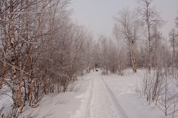 Winter evening cold landscape with snow, forest and a lot of trees. Frosty weather