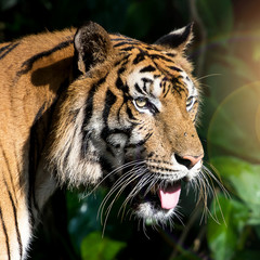 Close-Up tiger.