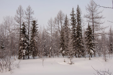 Winter evening cold landscape with snow, forest and a lot of trees. Frosty weather
