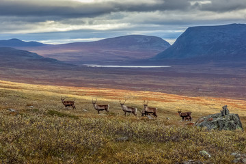 Reindeer herds in Sarek national park, Sweden