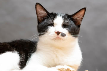  The cat arrived at my home