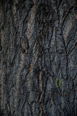 tree bark texture