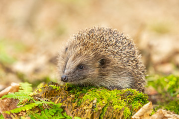 Hedgehog in garden, wild, free roaming native hedgehog, taken from inside a wildlife garden hide to monitor health and numbers of this favourite but declining species.  copy space