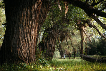 Fototapeta premium trees in the rays of fantazy 