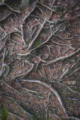 Tree roots sprouting through the earth. Exposed tree roots.