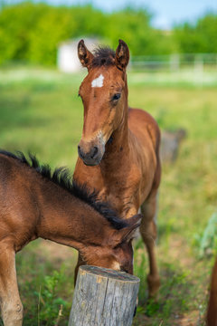Portrait of foals in a summer meadow. Photographed close-up.