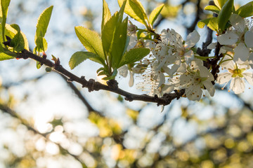 Fioritura di marzo