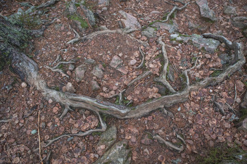 Tree roots sprouting through the earth. Exposed tree roots.